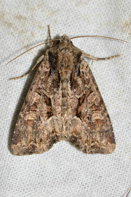 Lacanobia thalassina - borbolya-kertibagoly
