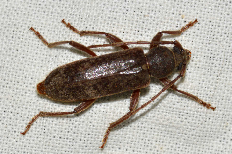 Trichoferus campestris - szállóvendég éjicincér