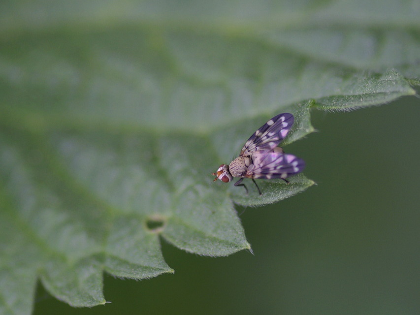 Otites centralis