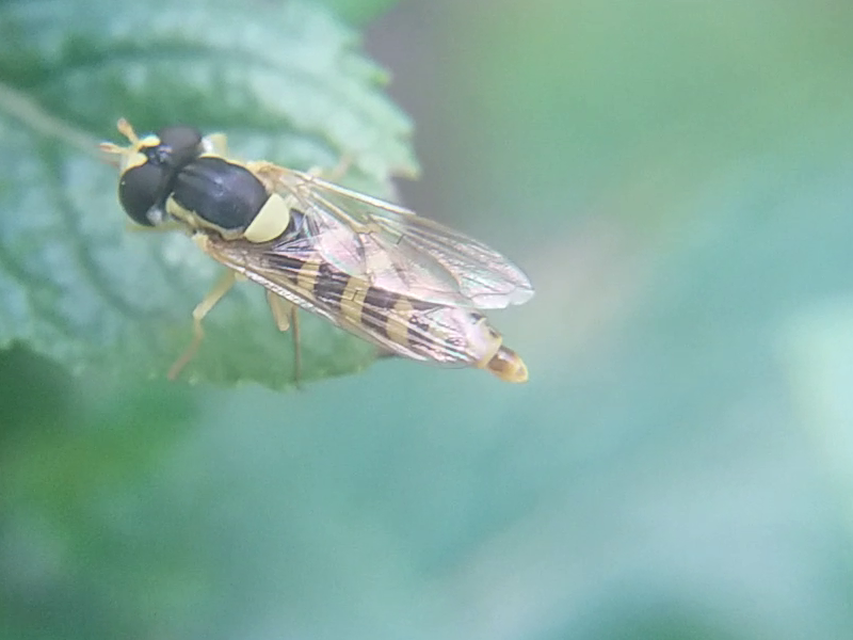 Sphaerophoria