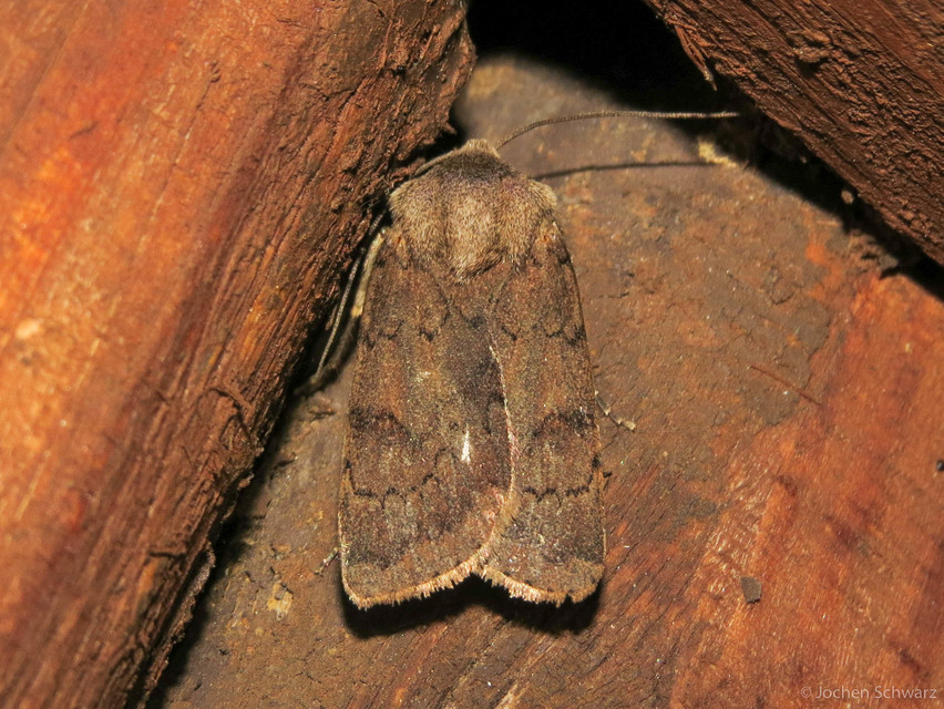 Agrotis cinerea - szürkés földibagoly
