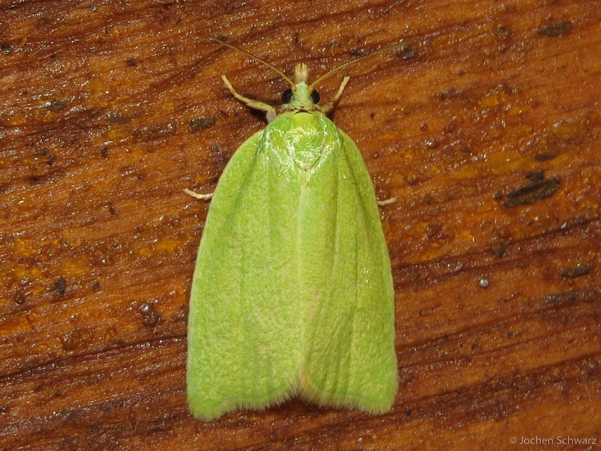 Tortrix viridana - tölgyilonca