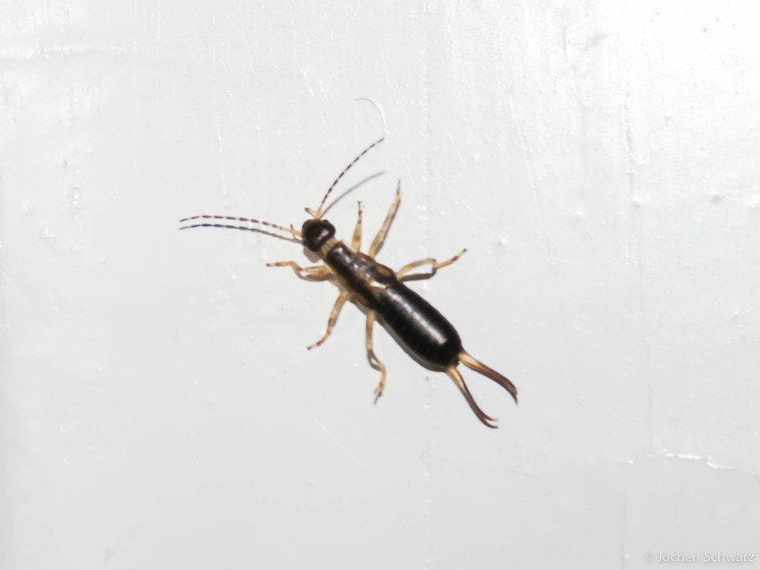 Forficula auricularia - közönséges fülbemászó