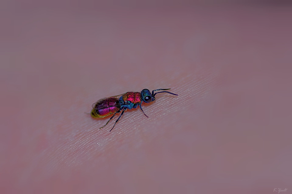 Chrysura dichroa - kétszínű fémdarázs