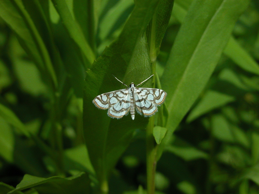 Nymphula nitidulata - díszes vízimoly