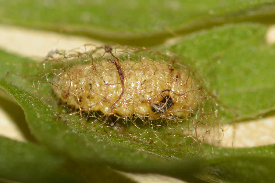 Ophraella communa - parlagfű-olajosbogár