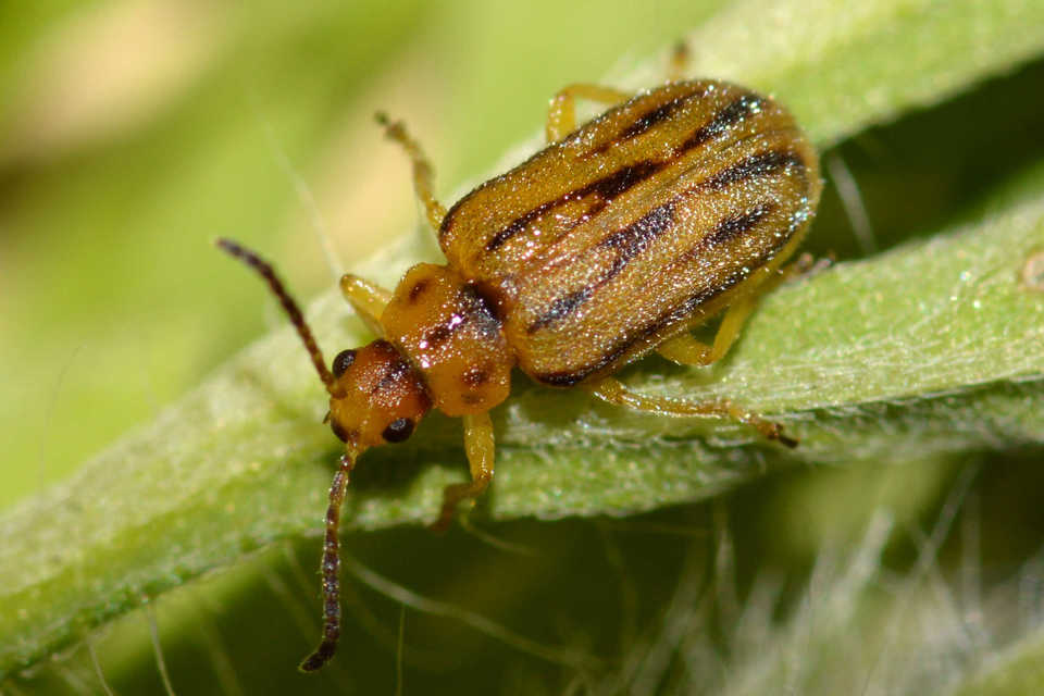 Ophraella communa - parlagfű-olajosbogár
