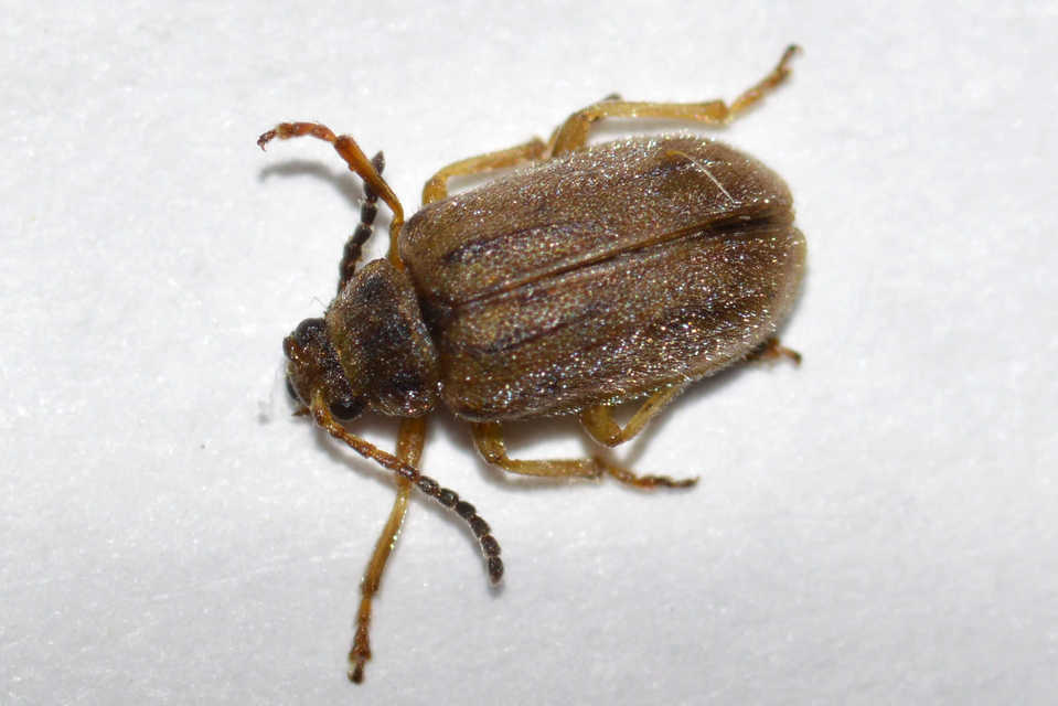 Ophraella communa - parlagfű-olajosbogár