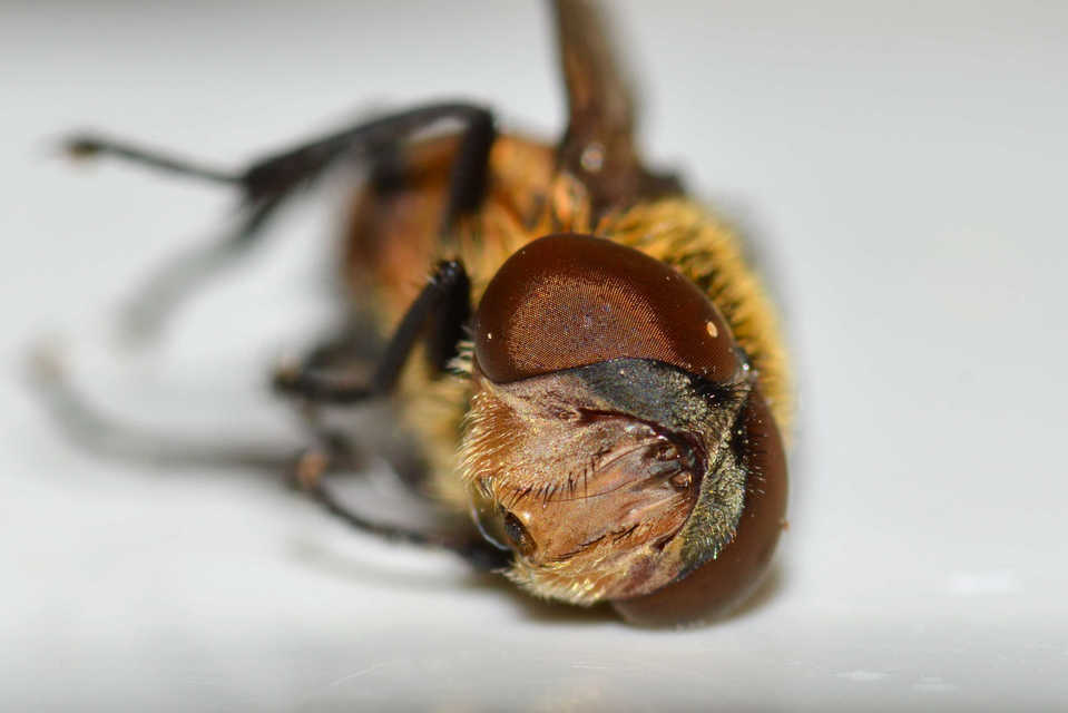 Phasia hemiptera
