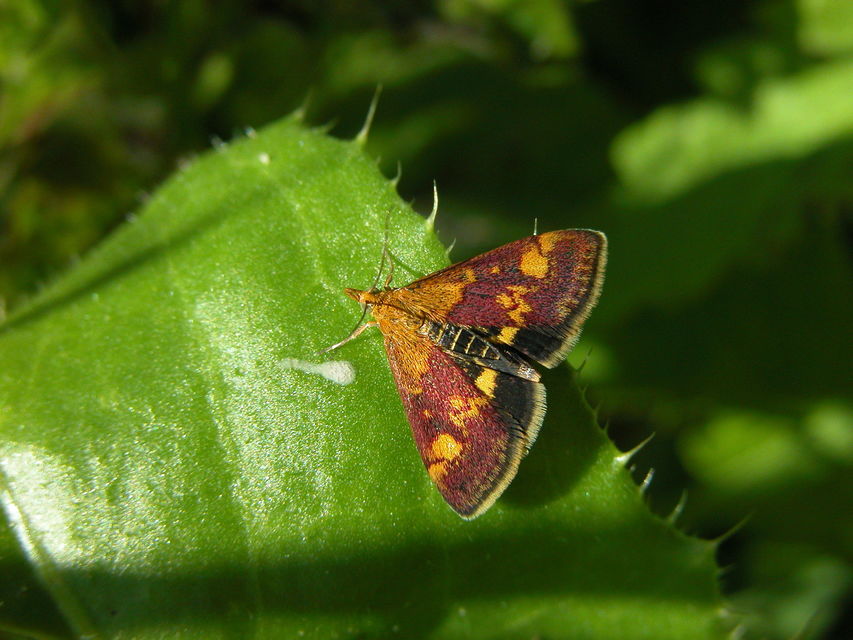 Pyrausta aurata - aranyló bíbormoly