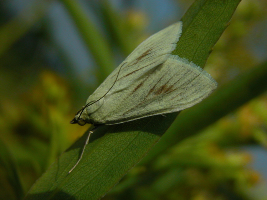 Sitochroa palealis - kénszárnyú dudvamoly