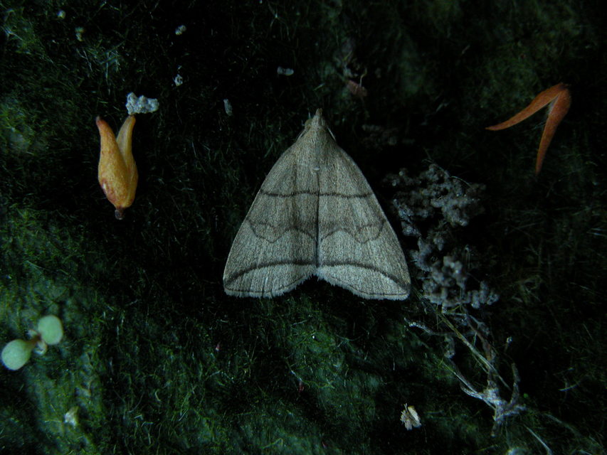 Herminia grisealis - ligeti karcsúbagoly
