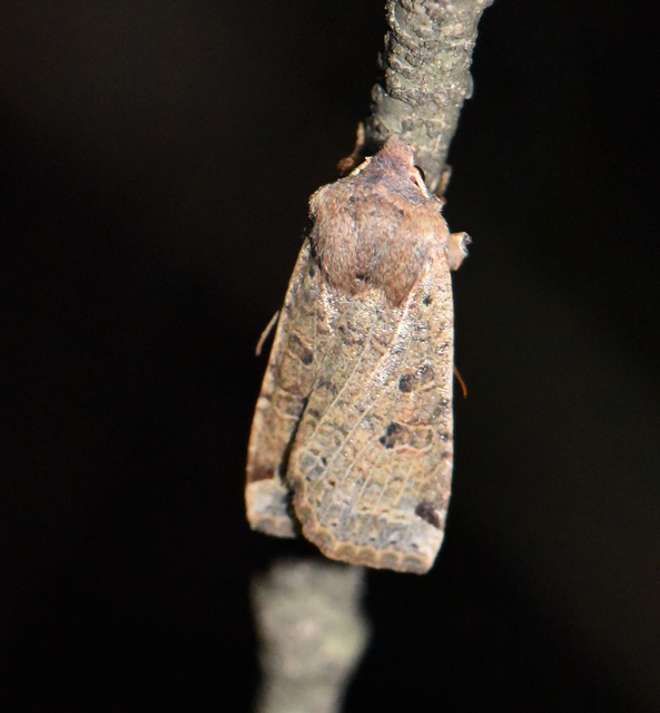 Conistra veronicae - veronika-őszibagoly