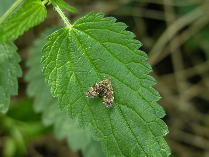 Anthophila fabriciana - lápréti levélmoly