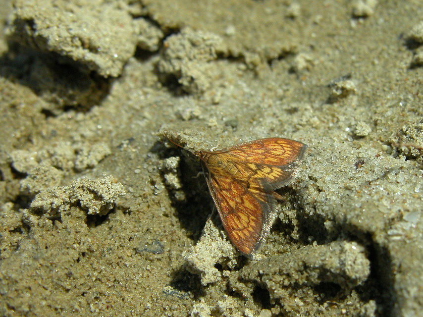 Ecpyrrhorrhoe rubiginalis - rozsdavörös tűzmoly