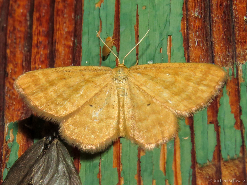 Idaea serpentata - kis sávosaraszoló