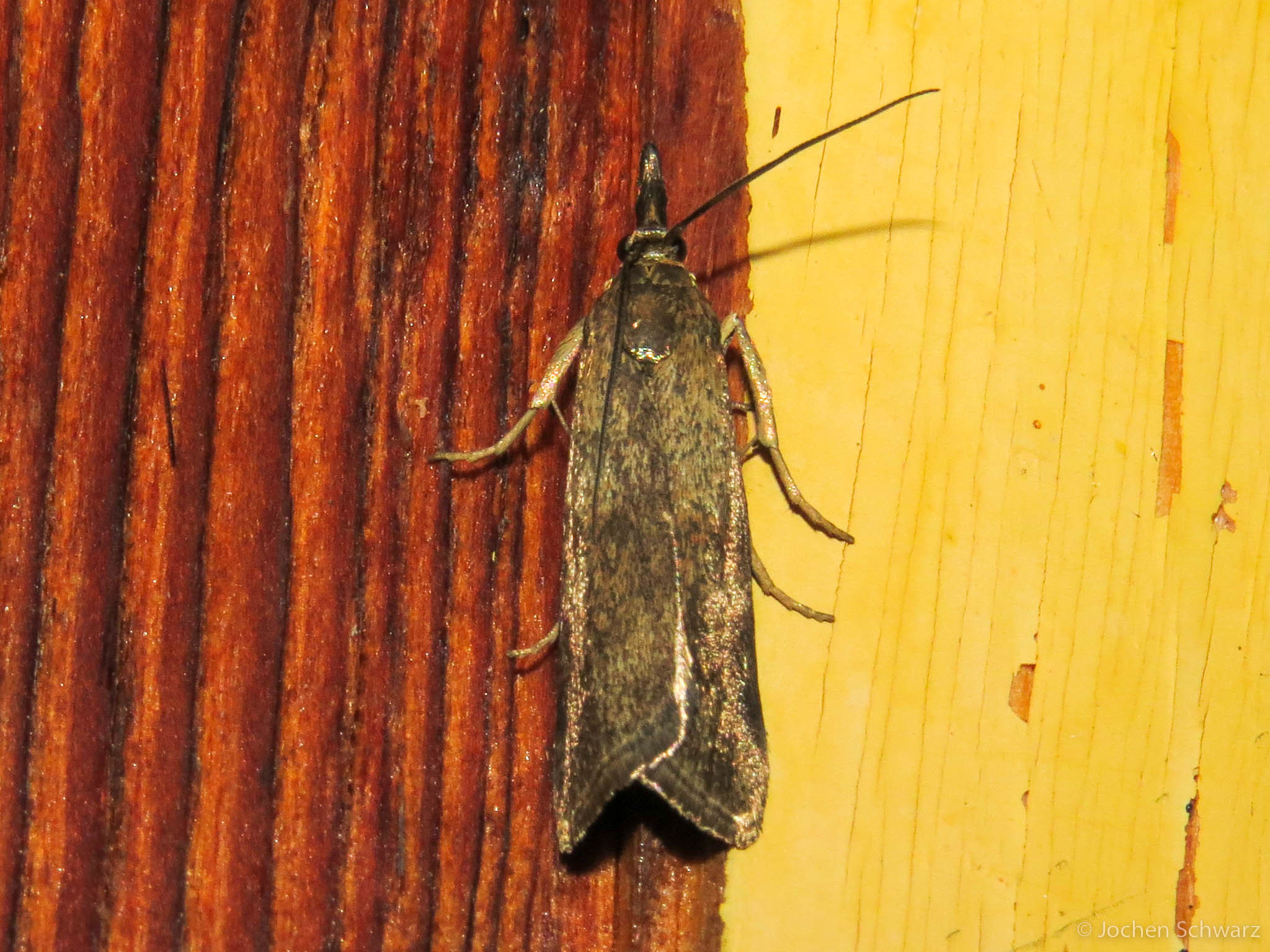 Hypochalcia ahenella - óriás karcsúmoly