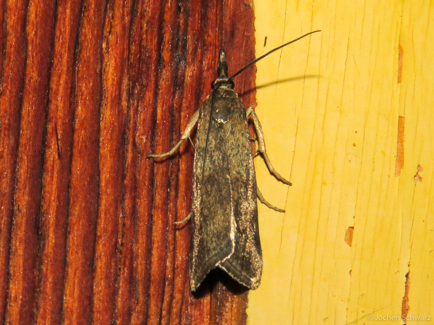 Hypochalcia ahenella - óriás karcsúmoly