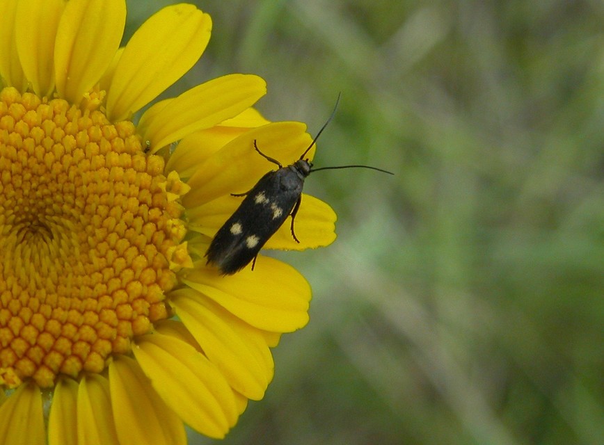 Parascythris muelleri - kétpettyes zöldmoly