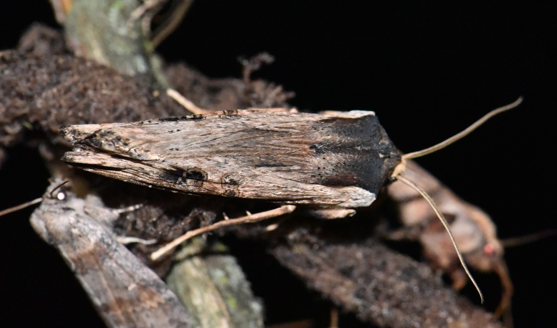 Xylena exsoleta - szürke fabagoly