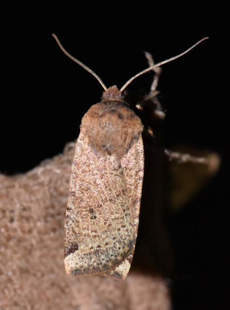 Conistra veronicae - veronika-őszibagoly