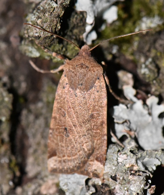 Conistra veronicae - veronika-őszibagoly