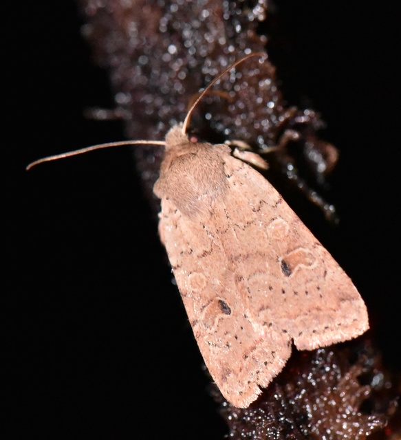 Propenistra laevis - könnyű őszibagoly