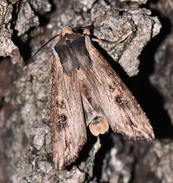 Xylena exsoleta - szürke fabagoly