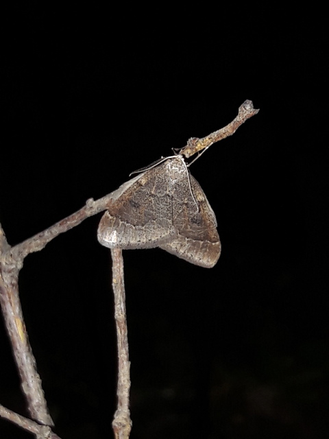 Theria rupicapraria - tavaszi kökényaraszoló