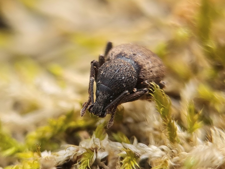Otiorhynchus raucus - molyhos gyalogormányos
