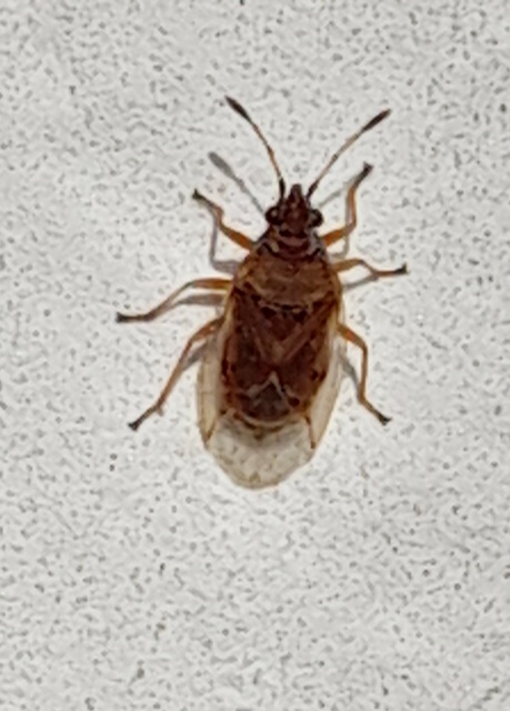 Kleidocerys resedae - nyírbodobács