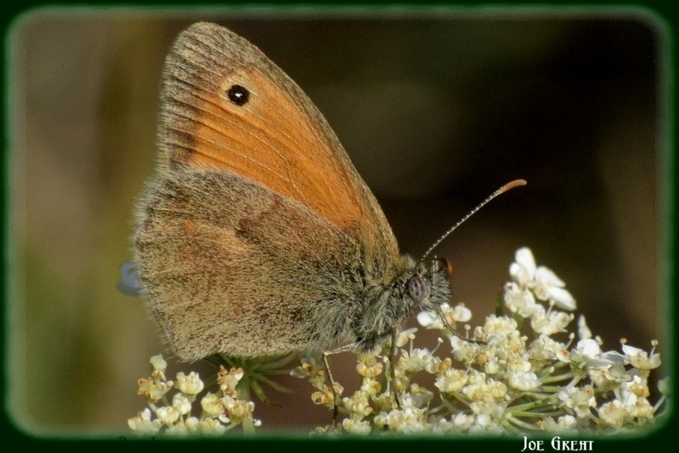 Coenonympha pamphilus - kis szénalepke