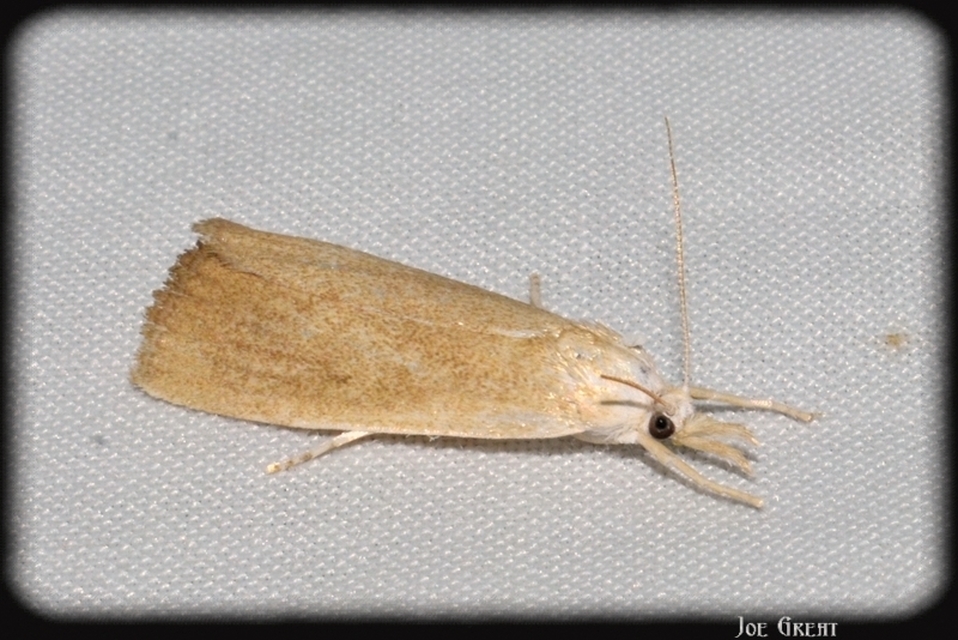 Calamotropha paludella - barna nádlevélmoly