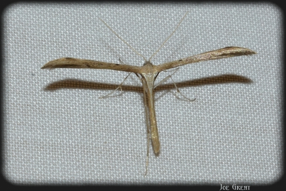 Pterophoridae - tollasmolyfélék