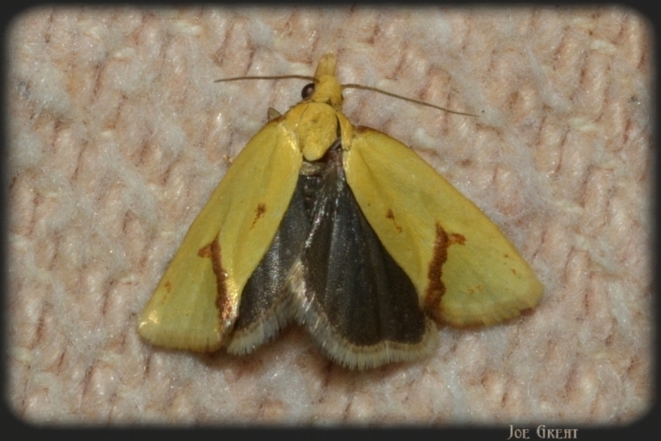 Agapeta hamana - közönséges sárgamoly