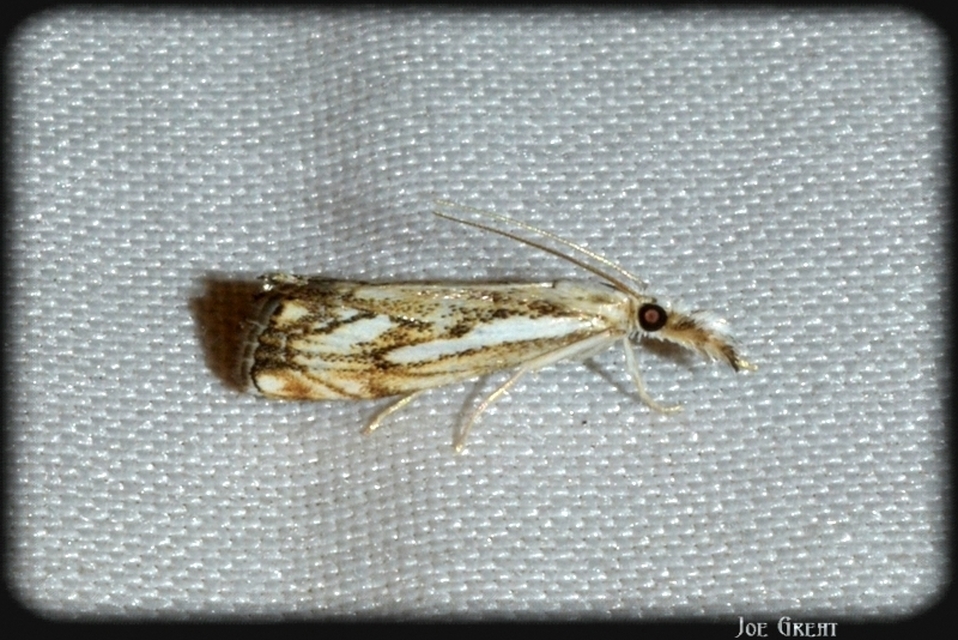 Catoptria falsella - hálós fűgyökérmoly