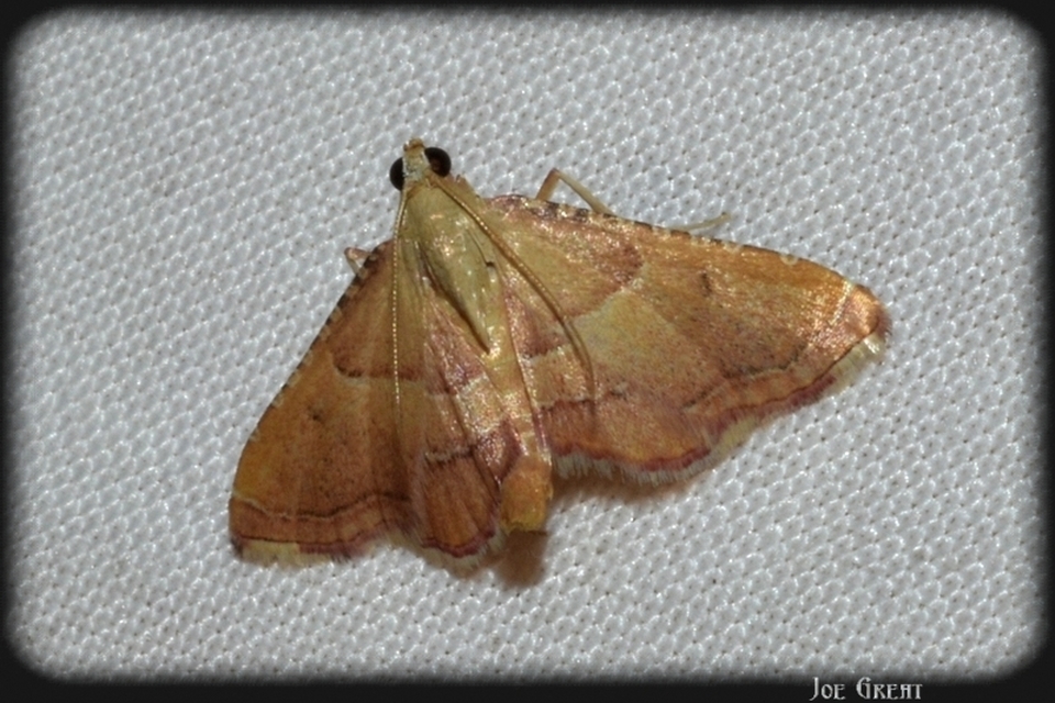 Endotricha flammealis - tüzesszárnyú fényilonca