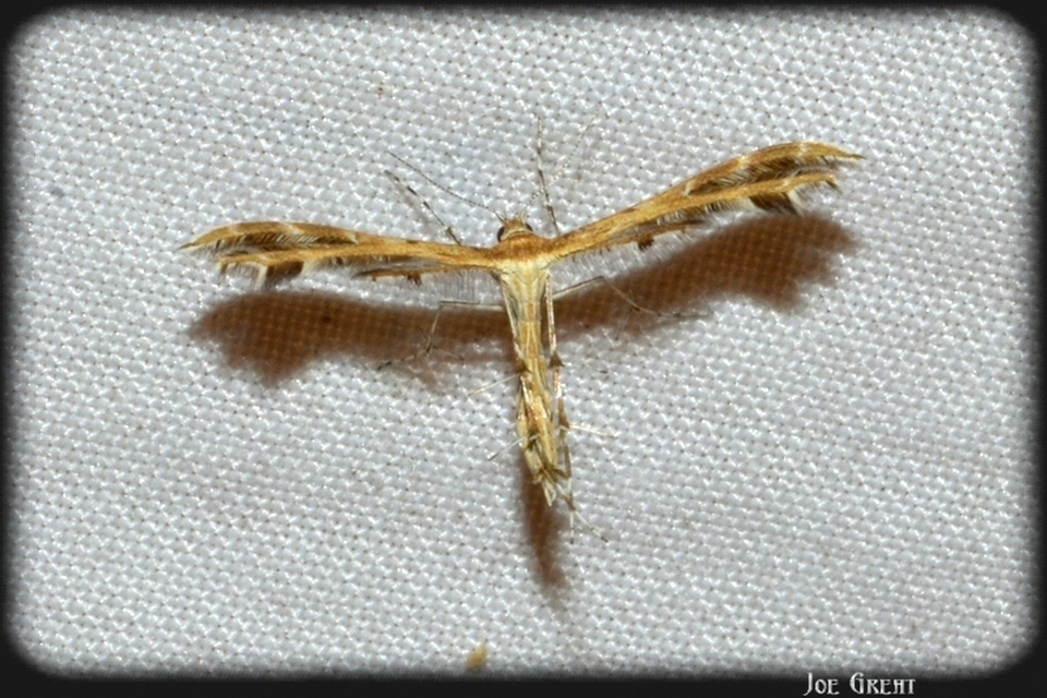 Pterophoridae - tollasmolyfélék