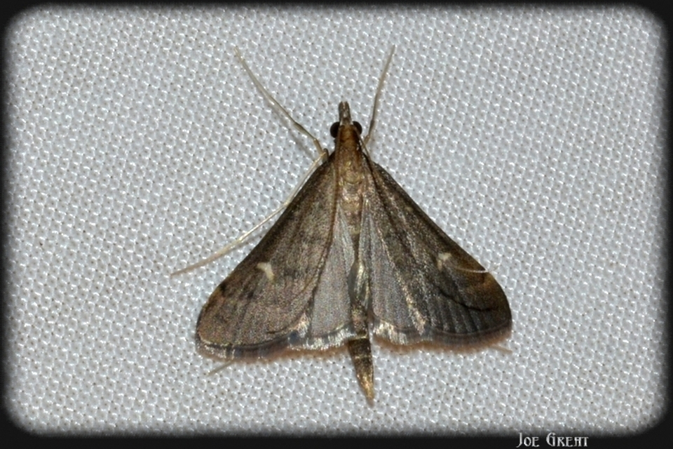 Dolicharthria punctalis - hosszúlábú tűzmoly