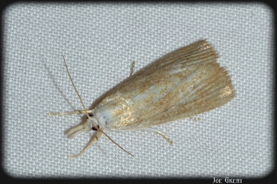 Calamotropha paludella - barna nádlevélmoly