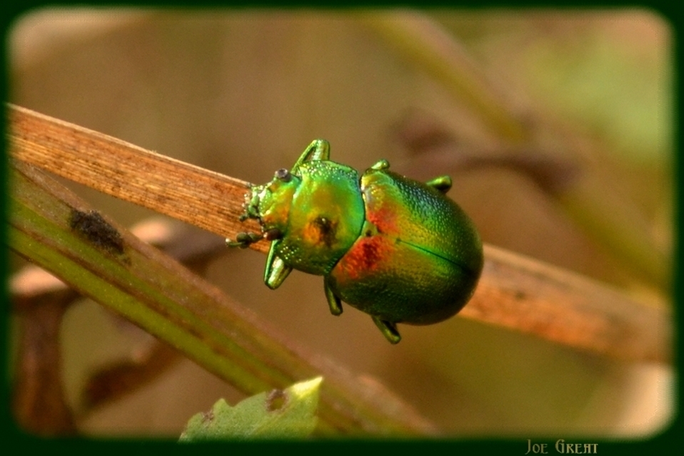 Chrysolina graminis - zöld varádicslevelész