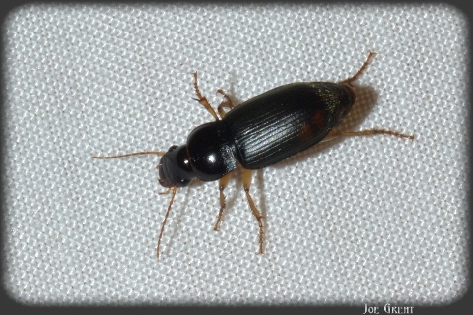 Harpalus griseus - kis selymesfutó