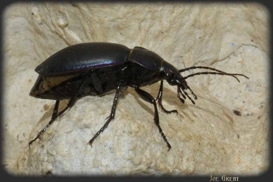 Carabus violaceus - kékfutrinka