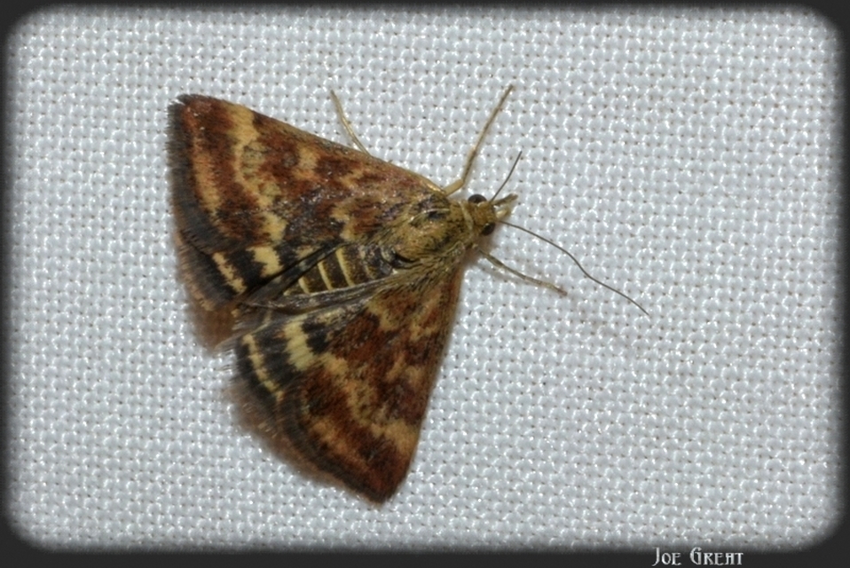 Pyrausta despicata - réti bíbormoly