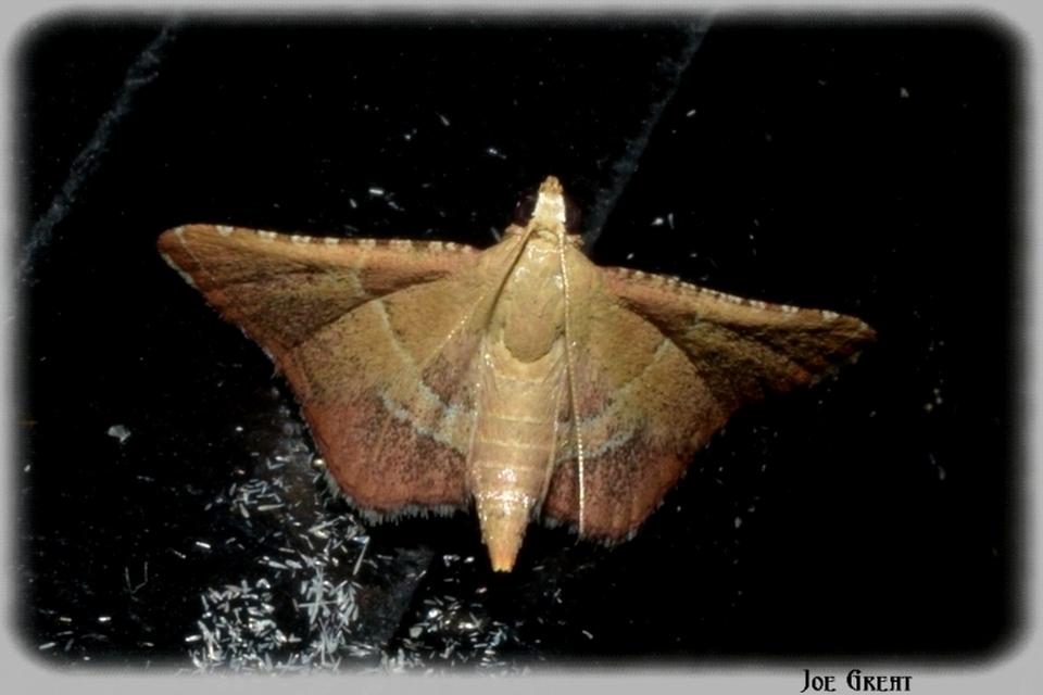 Endotricha flammealis - tüzesszárnyú fényilonca