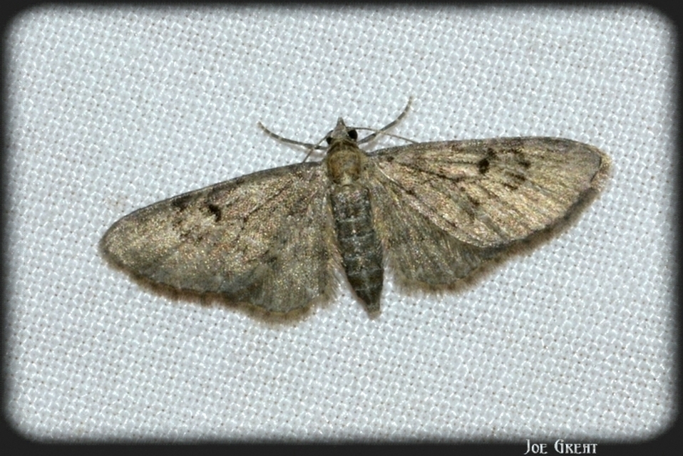 Eupithecia virgaureata - aranyvessző-törpearaszoló