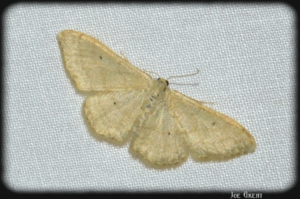 Idaea straminata - szalmasárga sávosaraszoló