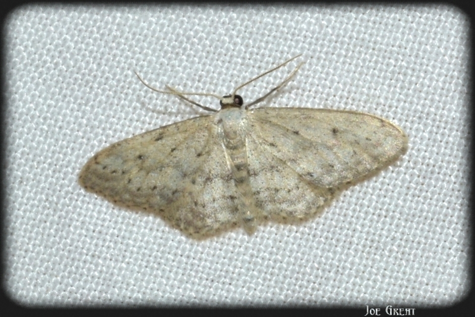 Idaea seriata - szürke apróaraszoló