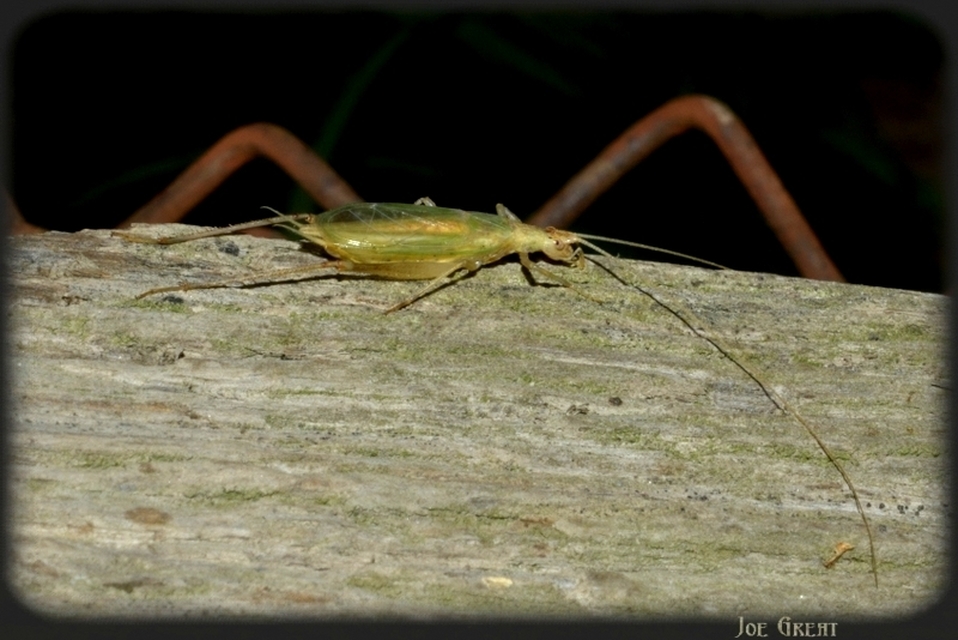 Oecanthus pellucens - pirregőtücsök