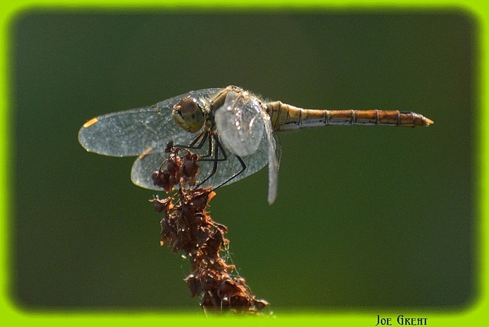 Sympetrum sanguineum - vörös katona-szitakötő